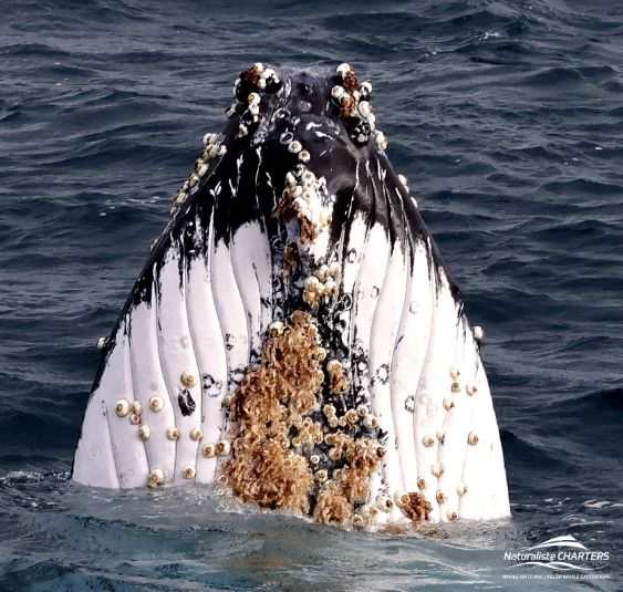 A spy-hopping Humpback Whale